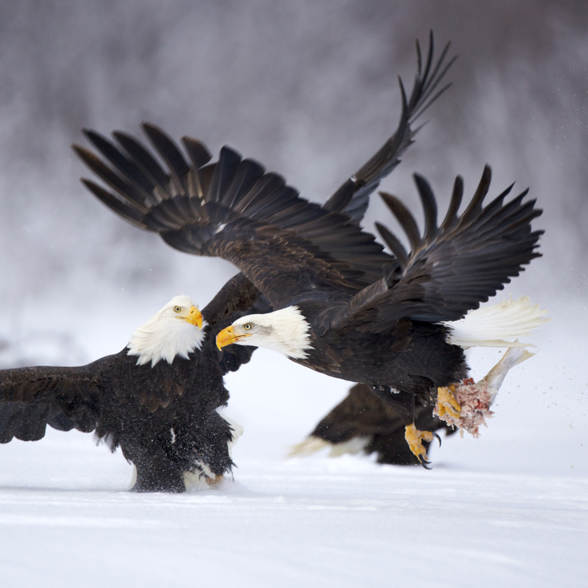 Fondo de pantalla Two Eagles In Snow 2048x2048