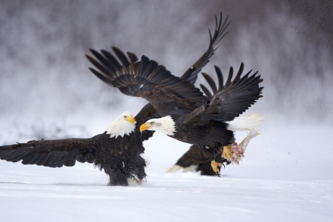 Fondo de pantalla Two Eagles In Snow 480x320