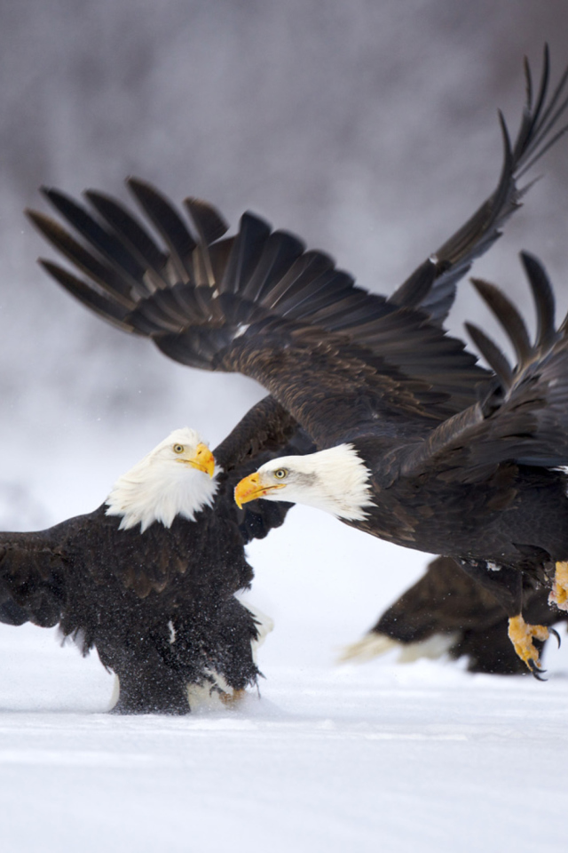 Das Two Eagles In Snow Wallpaper 640x960