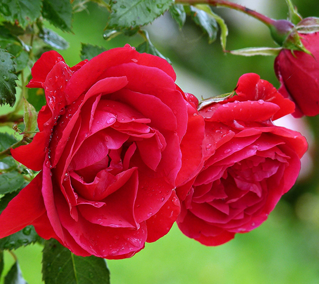 Das Red rosebush Wallpaper 1080x960