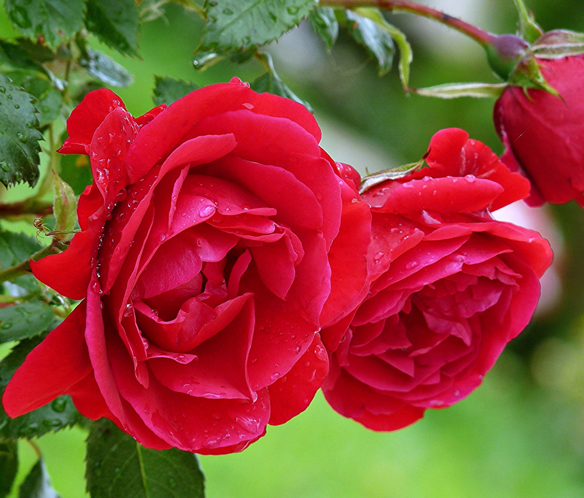 Обои Red rosebush 1200x1024