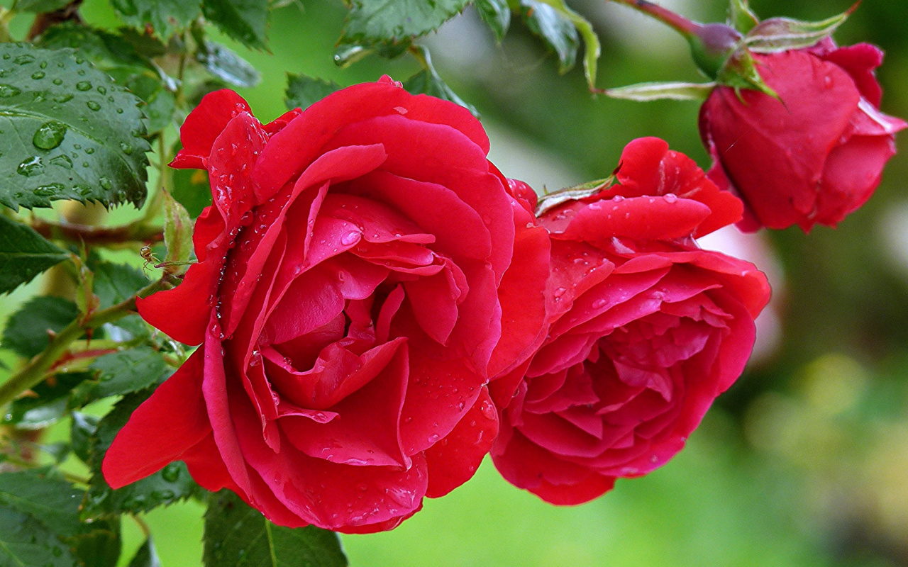 Das Red rosebush Wallpaper 1280x800