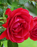 Red rosebush screenshot #1 128x160