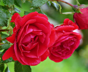 Red rosebush wallpaper 176x144