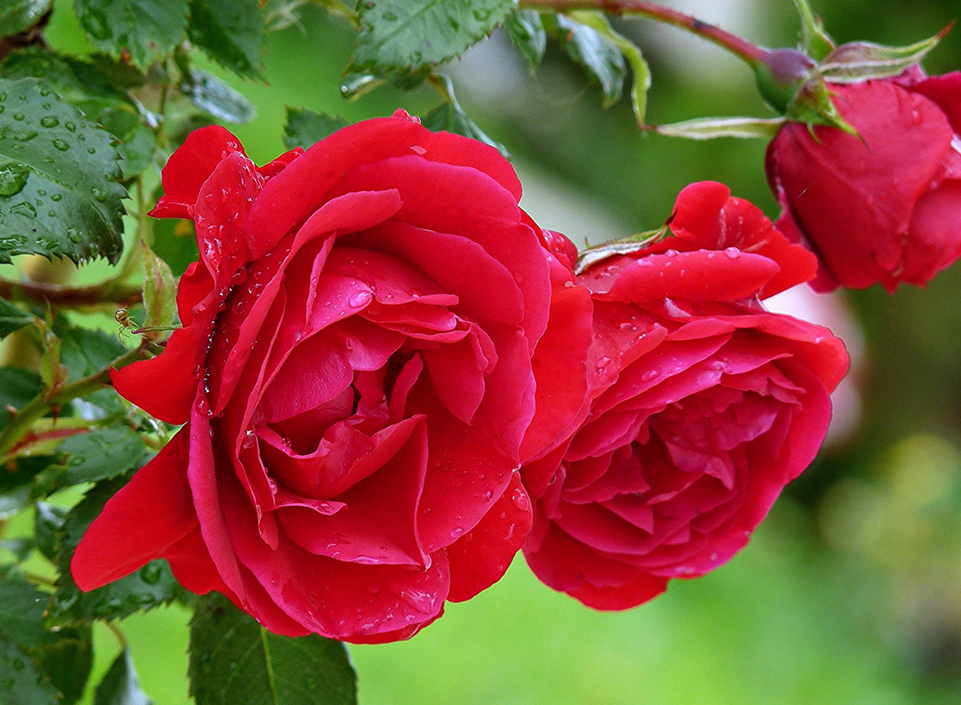 Red rosebush wallpaper 1920x1408