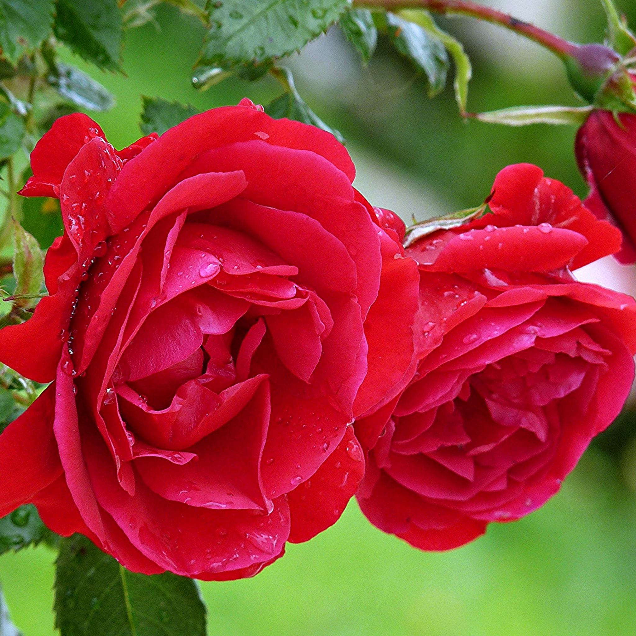 Sfondi Red rosebush 2048x2048