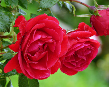 Red rosebush screenshot #1 220x176