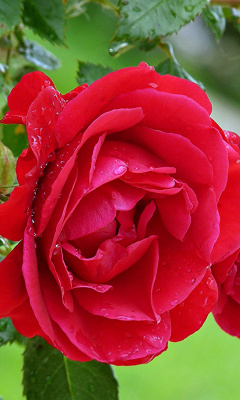 Red rosebush wallpaper 240x400