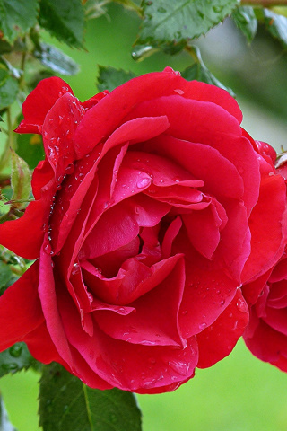 Red rosebush wallpaper 320x480