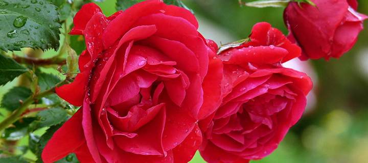 Red rosebush screenshot #1 720x320