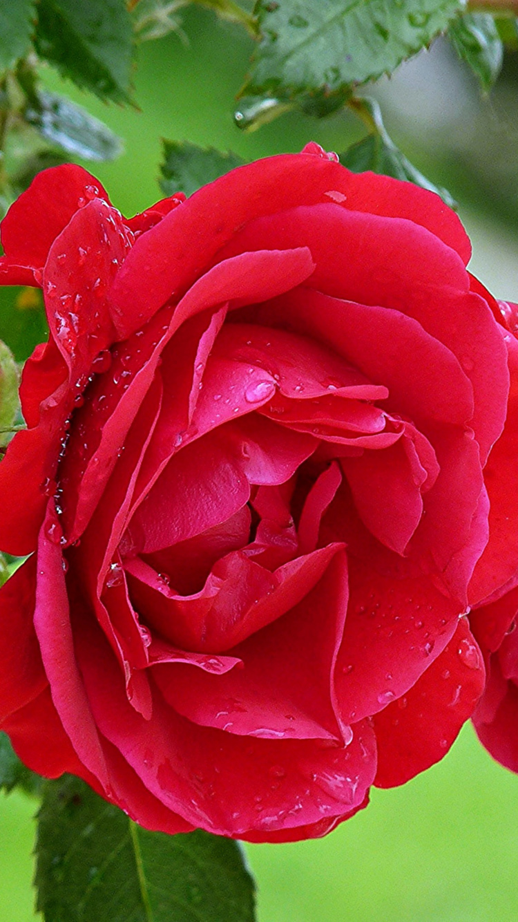Обои Red rosebush 750x1334