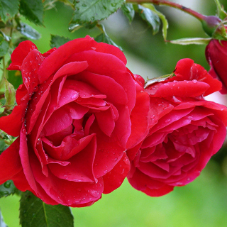 Red rosebush sfondi gratuiti per 128x128