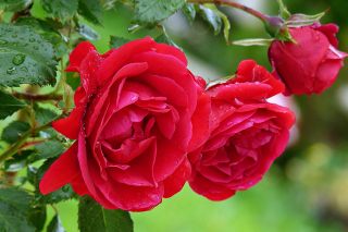 Red rosebush Wallpaper for Android, iPhone and iPad