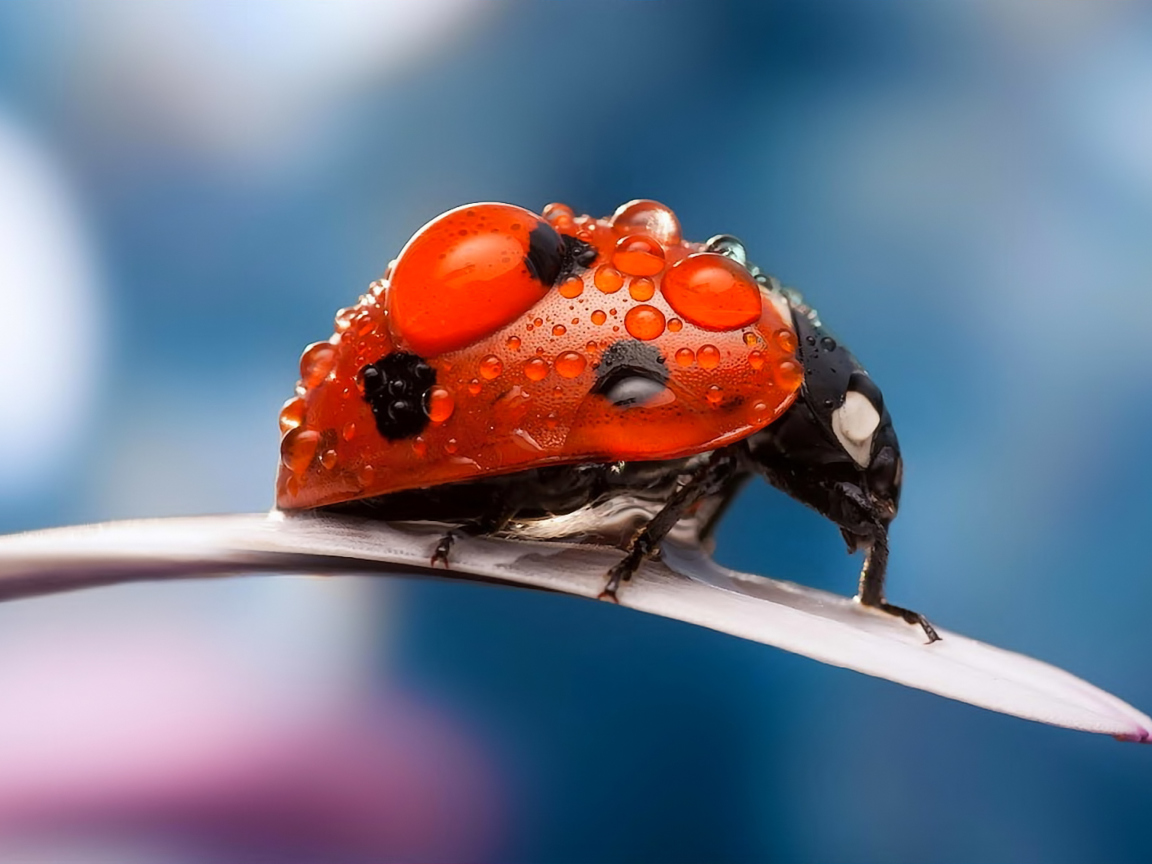 Sfondi Dew Drops On Ladybug 1152x864