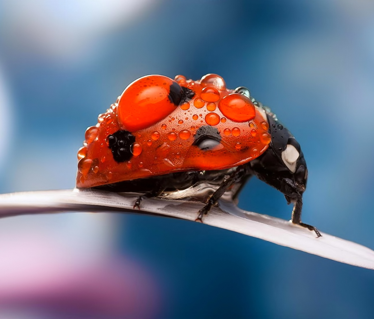 Sfondi Dew Drops On Ladybug 1200x1024