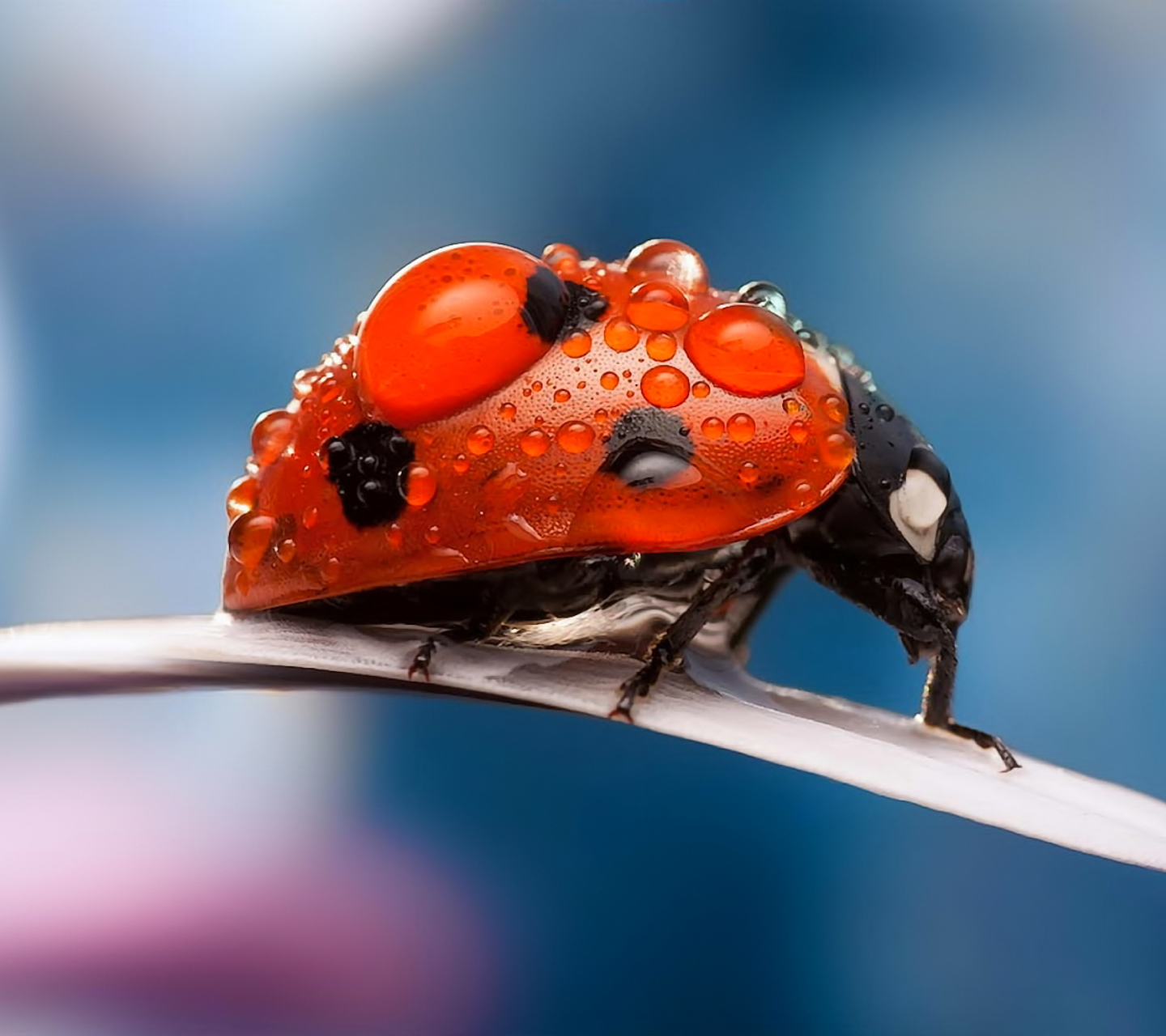 Sfondi Dew Drops On Ladybug 1440x1280