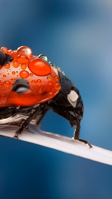 Sfondi Dew Drops On Ladybug 360x640