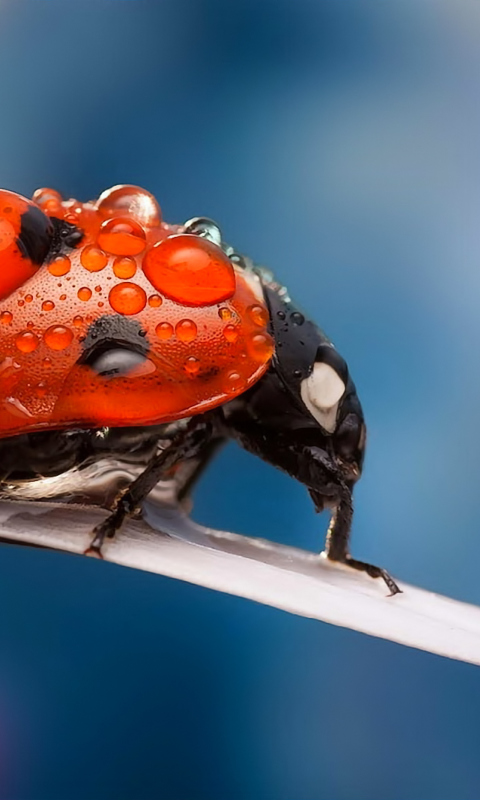 Dew Drops On Ladybug wallpaper 480x800