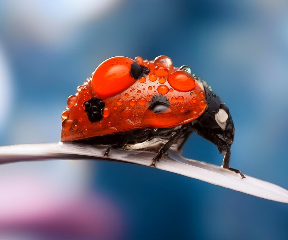 Sfondi Dew Drops On Ladybug 960x800