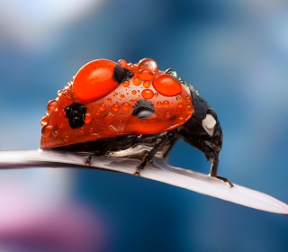 Dew Drops On Ladybug sfondi gratuiti per 1024x1024