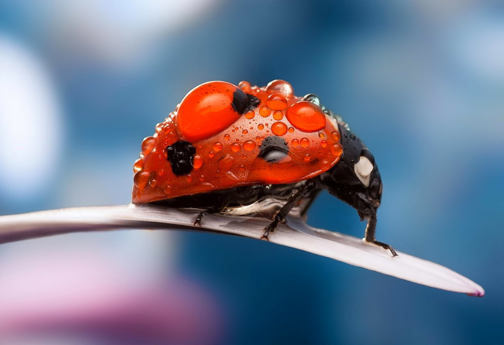 Fondo de pantalla Dew Drops On Ladybug