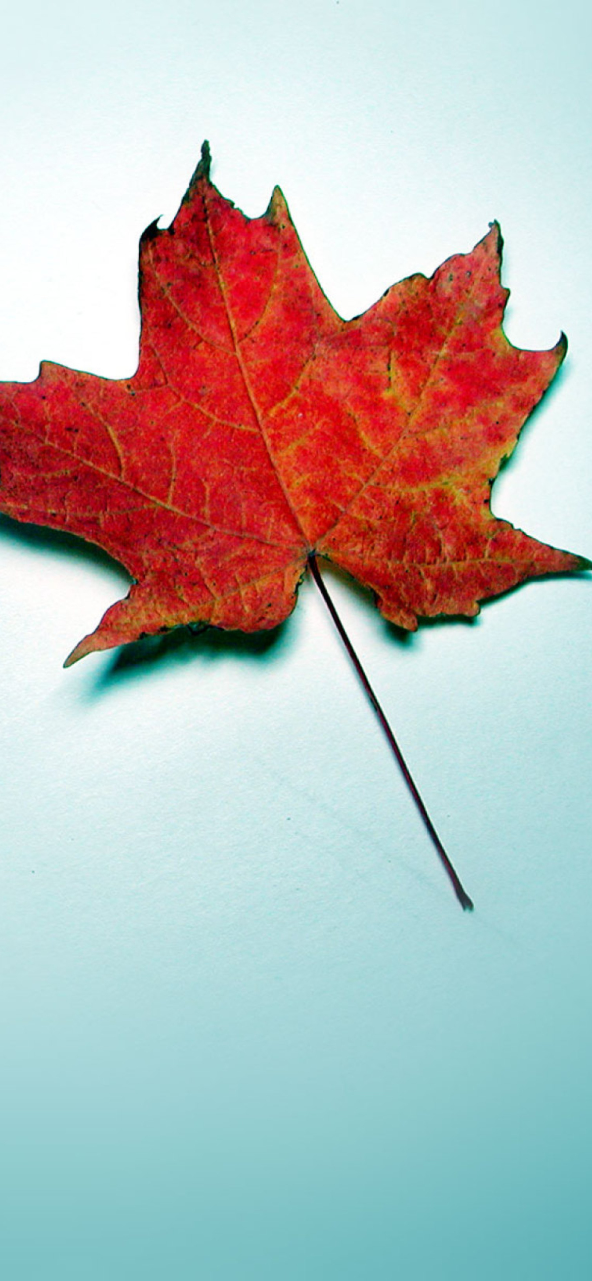 Autumn Leaf wallpaper 1170x2532