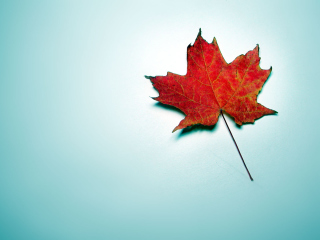 Das Autumn Leaf Wallpaper 320x240