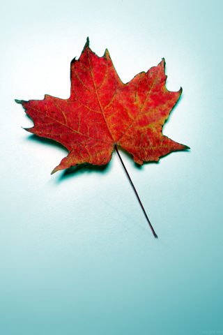 Das Autumn Leaf Wallpaper 320x480