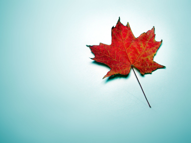 Sfondi Autumn Leaf 640x480