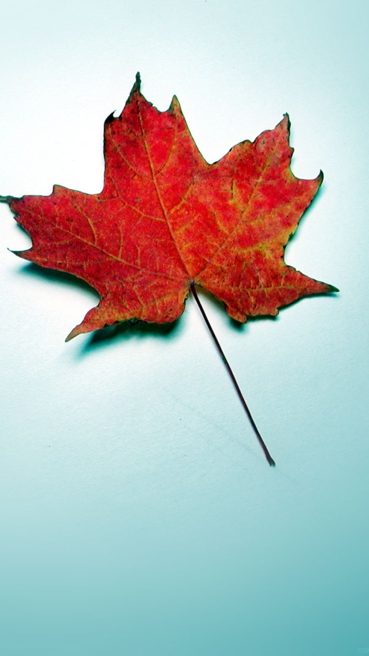 Fondo de pantalla Autumn Leaf 750x1334