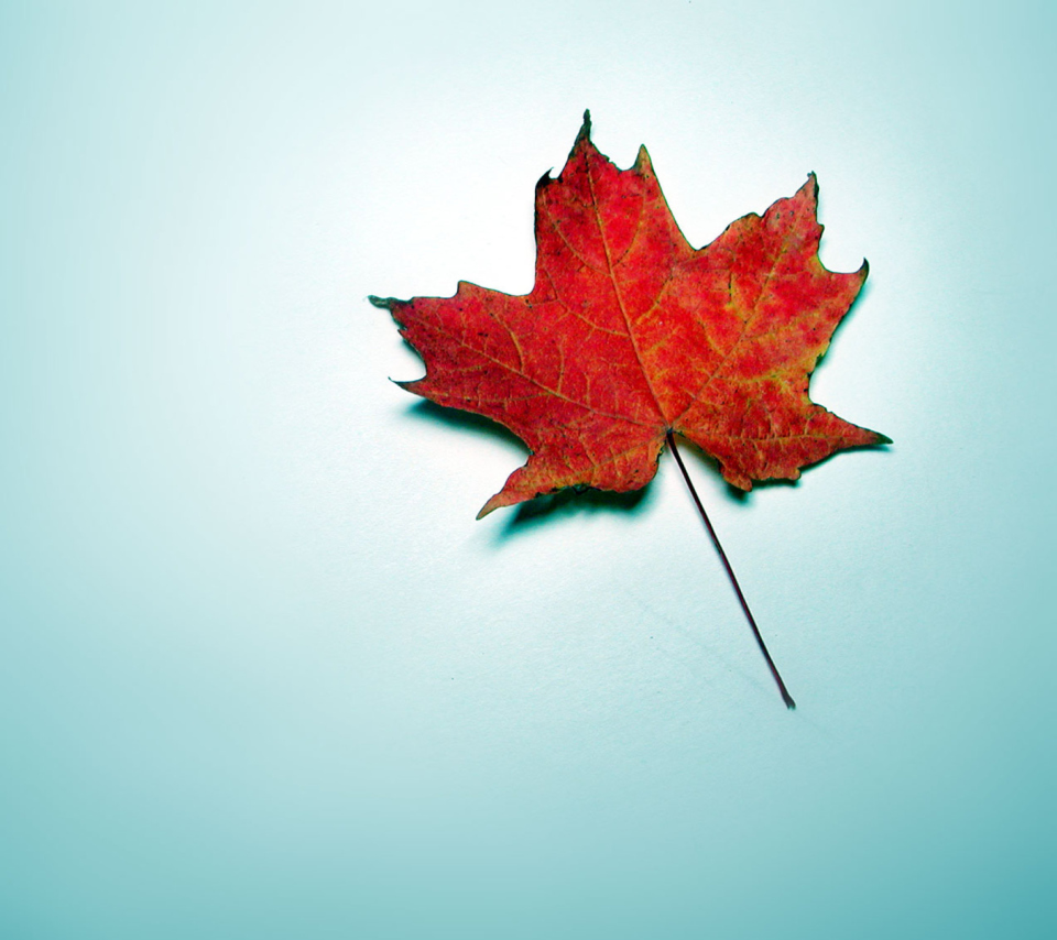 Das Autumn Leaf Wallpaper 960x854