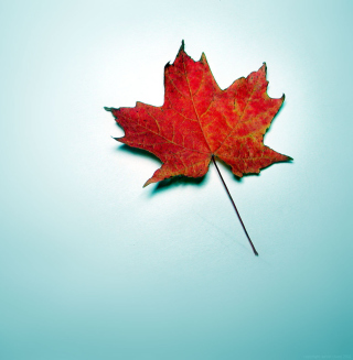 Autumn Leaf - Obrázkek zdarma pro iPad Air