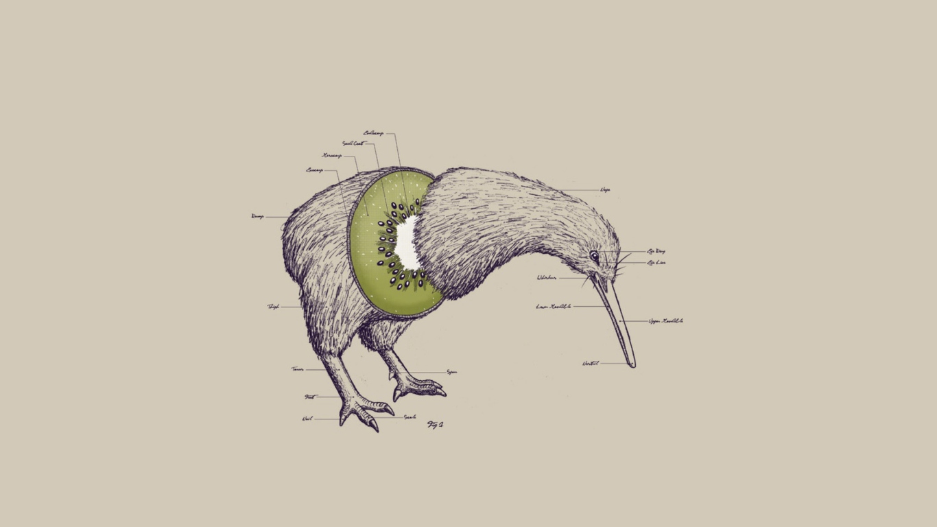 Sfondi Kiwi Bird 1366x768
