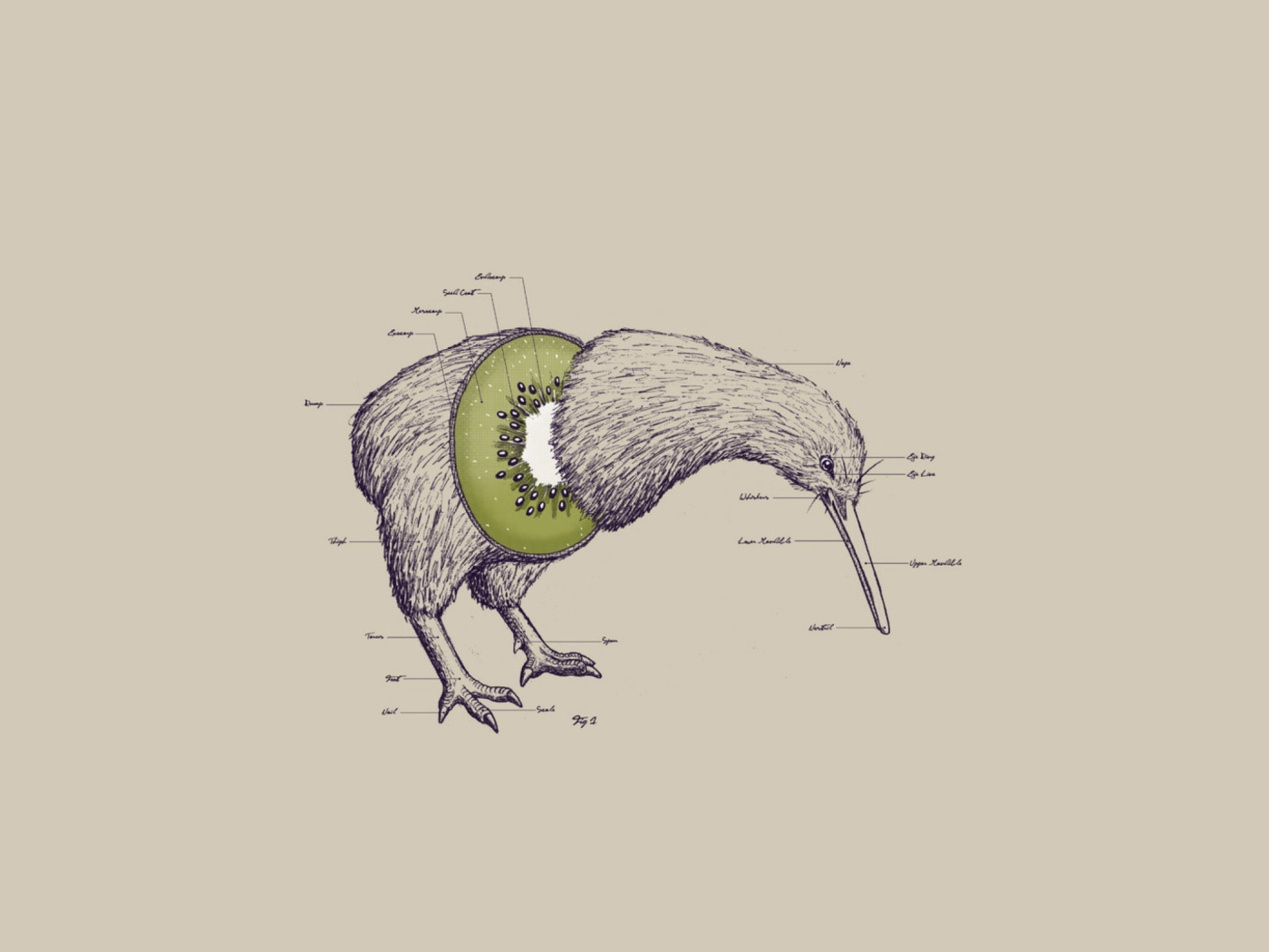 Das Kiwi Bird Wallpaper 1400x1050