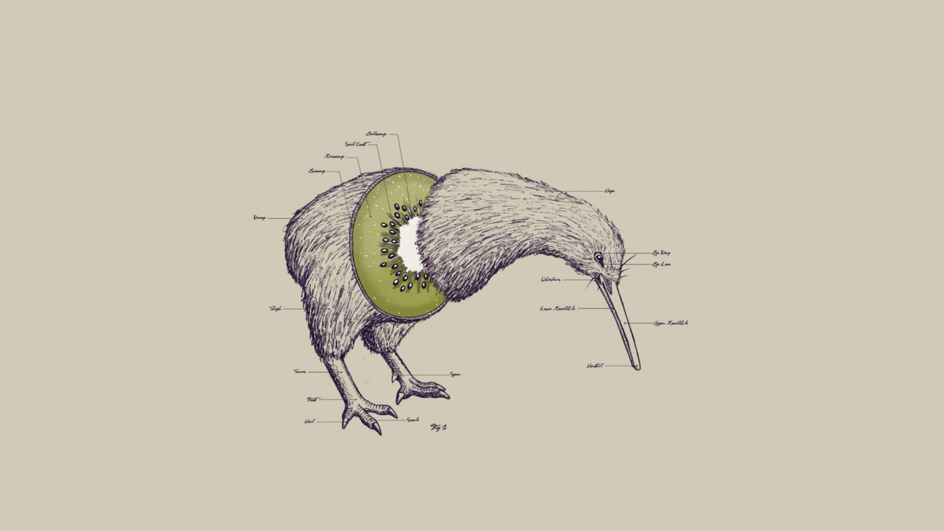 Kiwi Bird wallpaper 1920x1080