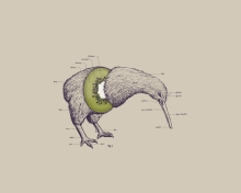 Kiwi Bird wallpaper 220x176
