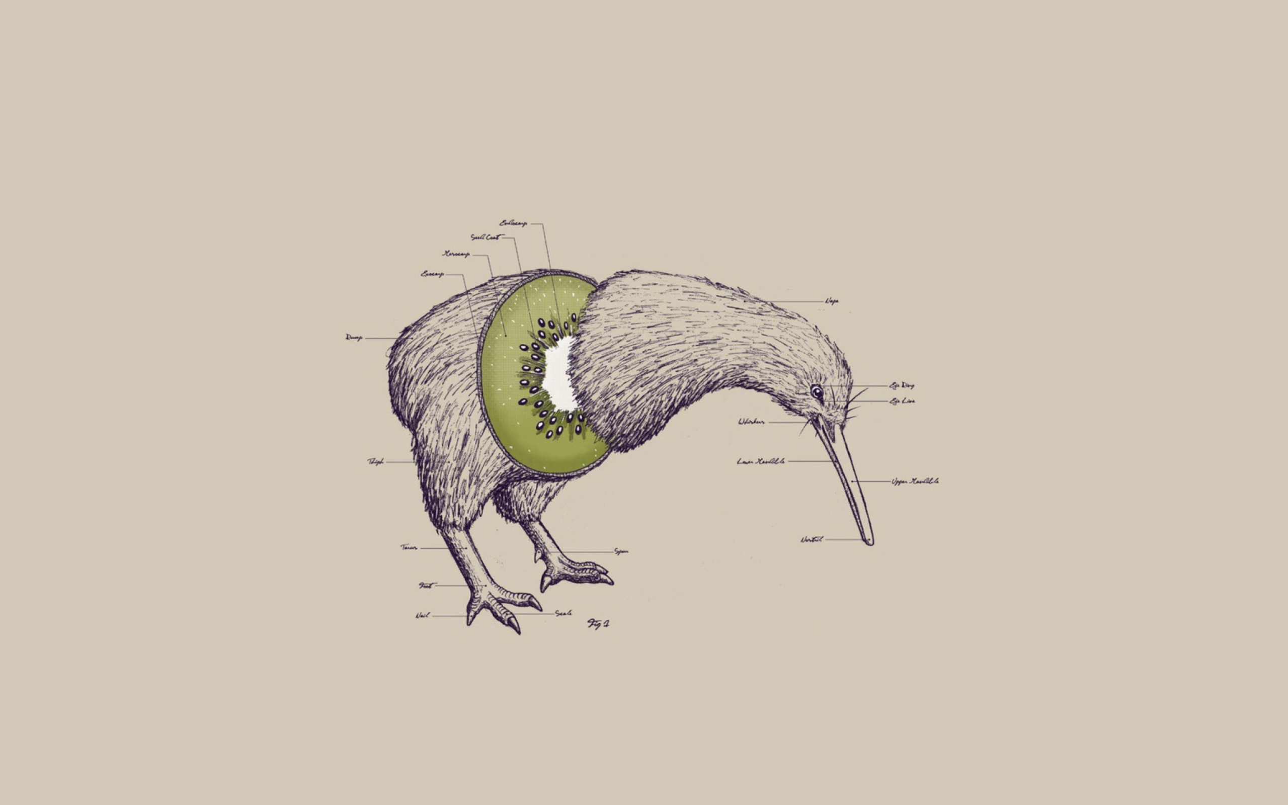 Обои Kiwi Bird 2560x1600