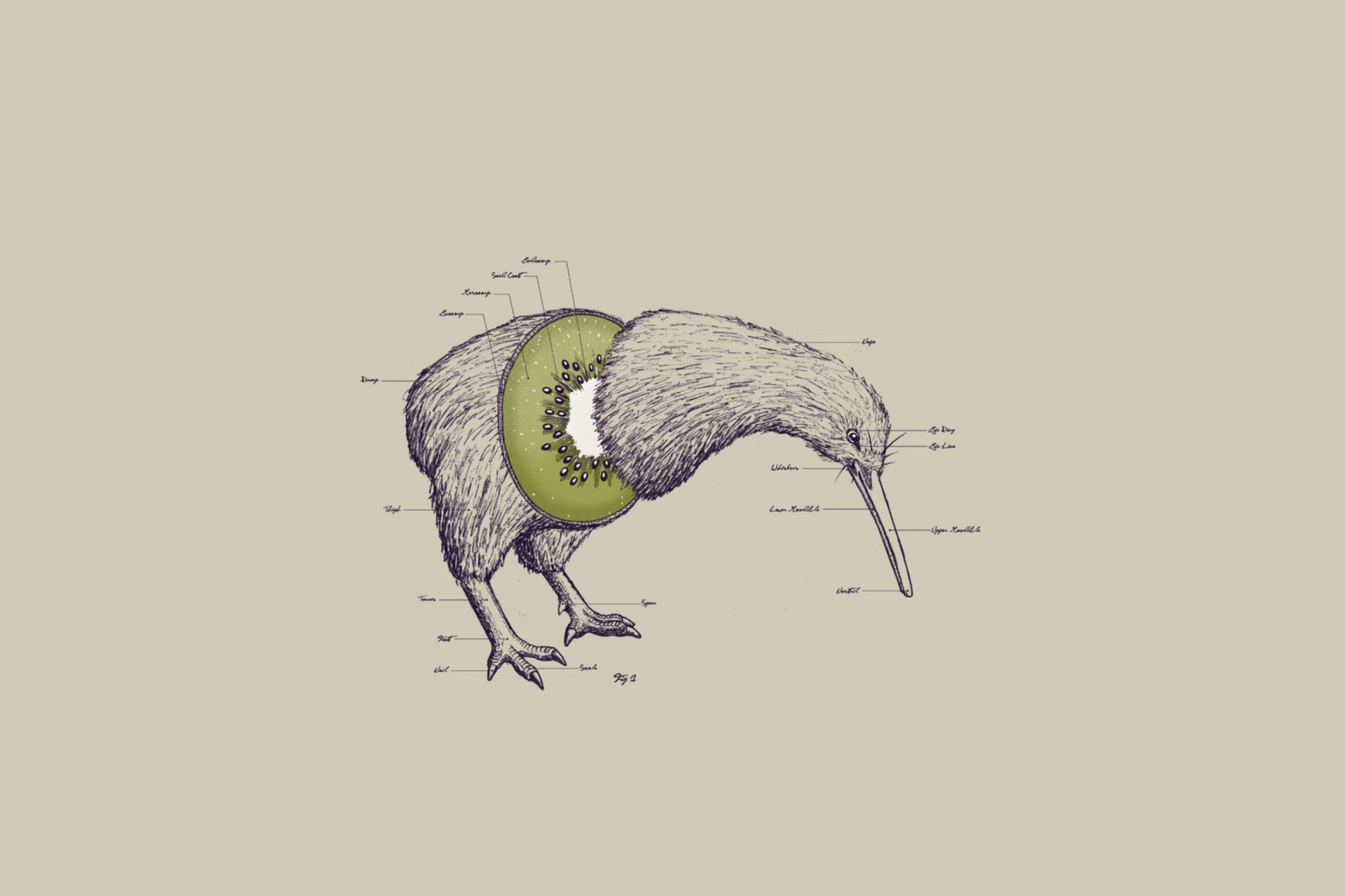 Das Kiwi Bird Wallpaper 2880x1920