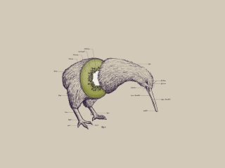 Sfondi Kiwi Bird 320x240