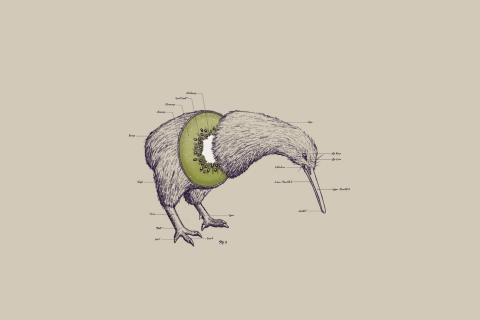 Kiwi Bird wallpaper 480x320