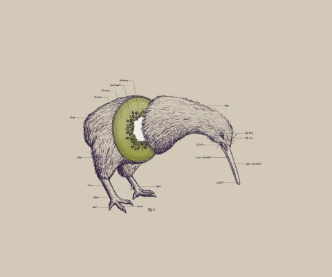 Das Kiwi Bird Wallpaper 480x400