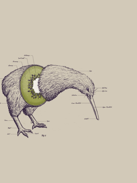 Kiwi Bird wallpaper 480x640