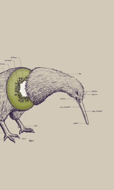 Das Kiwi Bird Wallpaper 480x800