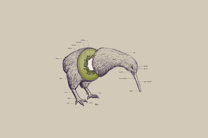 Обои Kiwi Bird