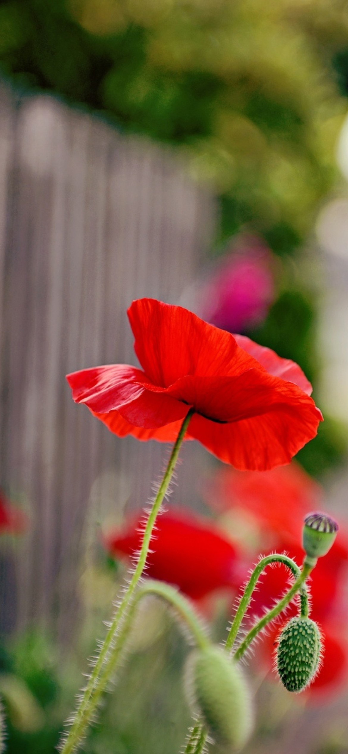 Screenshot №1 pro téma Poppy In Front Of Fence 1170x2532