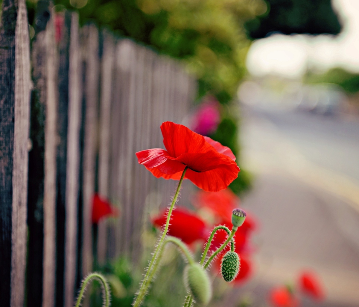 Poppy In Front Of Fence screenshot #1 1200x1024