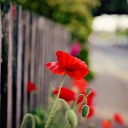 Das Poppy In Front Of Fence Wallpaper 128x128