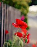 Das Poppy In Front Of Fence Wallpaper 128x160