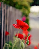 Fondo de pantalla Poppy In Front Of Fence 128x160