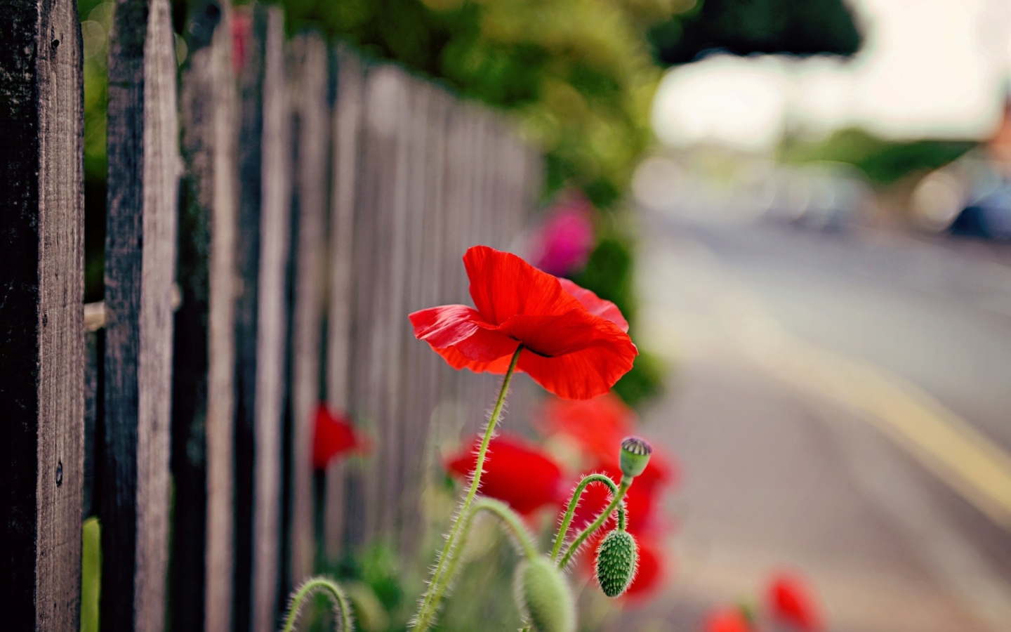 Sfondi Poppy In Front Of Fence 1440x900